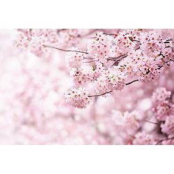 Vliesová fototapeta XXL Sakura 360 x 254 cm, 4 diely